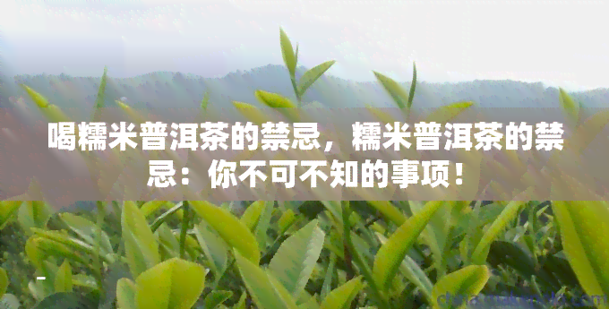 喝糯米普洱茶的禁忌，糯米普洱茶的禁忌：你不可不知的事项！