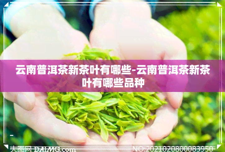 云南普洱茶新茶叶有哪些-云南普洱茶新茶叶有哪些品种