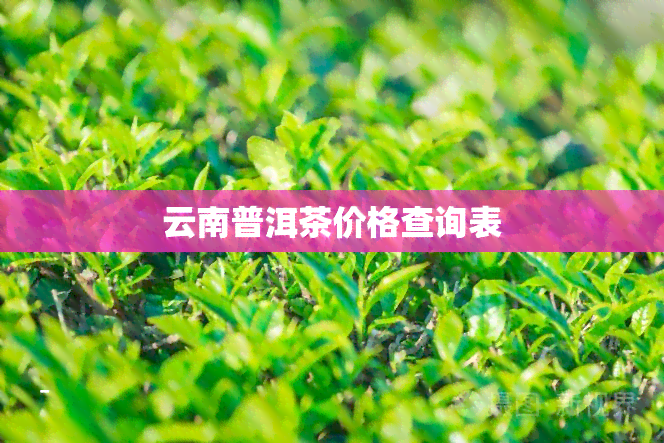 云南普洱茶价格查询表