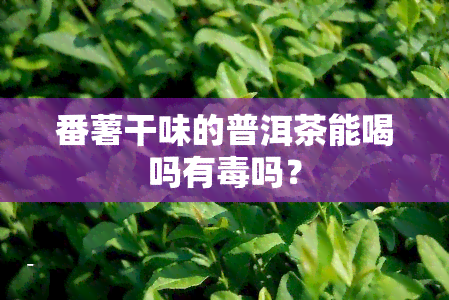 番薯干味的普洱茶能喝吗有吗？