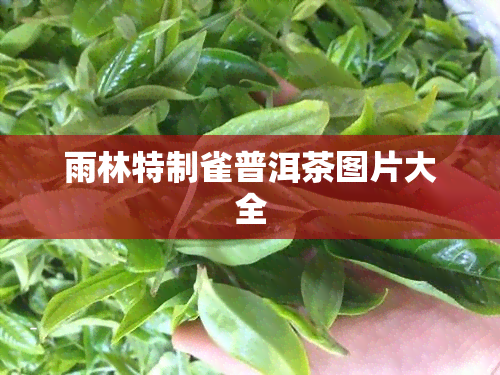 雨林特制雀普洱茶图片大全