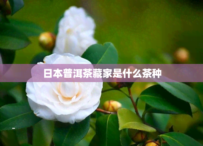 普洱茶藏家是什么茶种