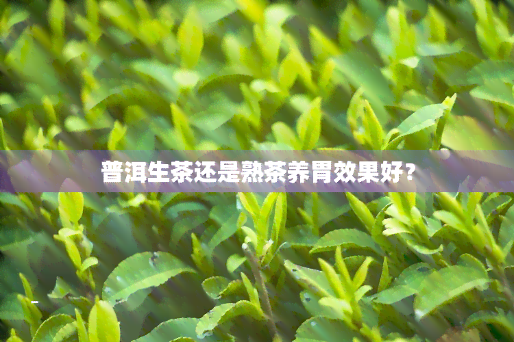 普洱生茶还是熟茶养胃效果好？