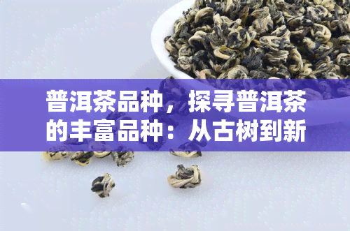 普洱茶品种，探寻普洱茶的丰富品种：从古树到新秀，品味茶叶的多彩风味