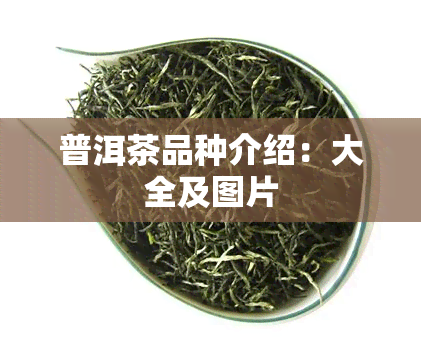 普洱茶品种介绍：大全及图片