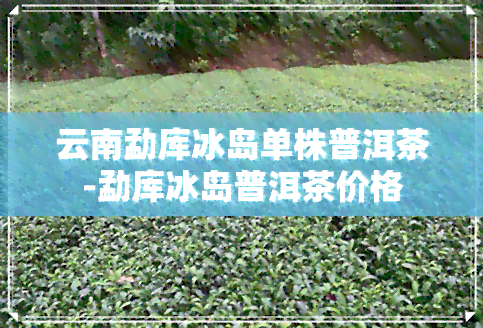 云南勐库冰岛单株普洱茶-勐库冰岛普洱茶价格