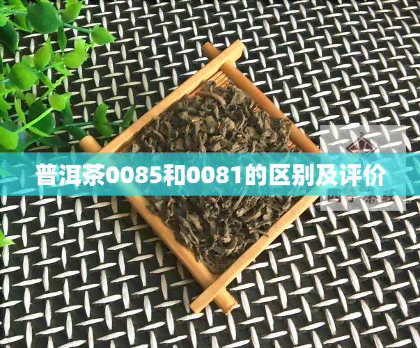 普洱茶0085和0081的区别及评价