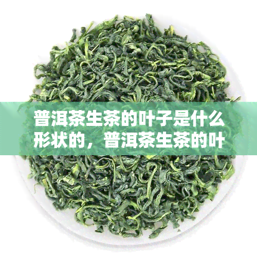 普洱茶生茶的叶子是什么形状的，普洱茶生茶的叶子形状揭秘：你知道吗？