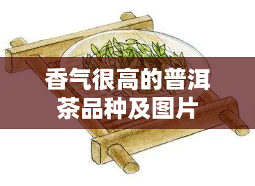 香气很高的普洱茶品种及图片