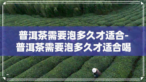 普洱茶需要泡多久才适合-普洱茶需要泡多久才适合喝