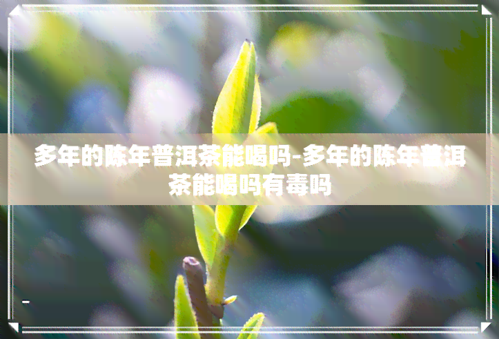 多年的陈年普洱茶能喝吗-多年的陈年普洱茶能喝吗有吗