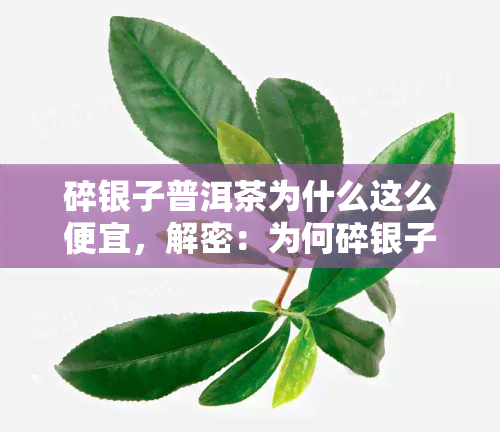 碎银子普洱茶为什么这么便宜，解密：为何碎银子普洱茶价格低？