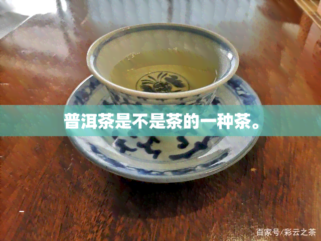 普洱茶是不是茶的一种茶。