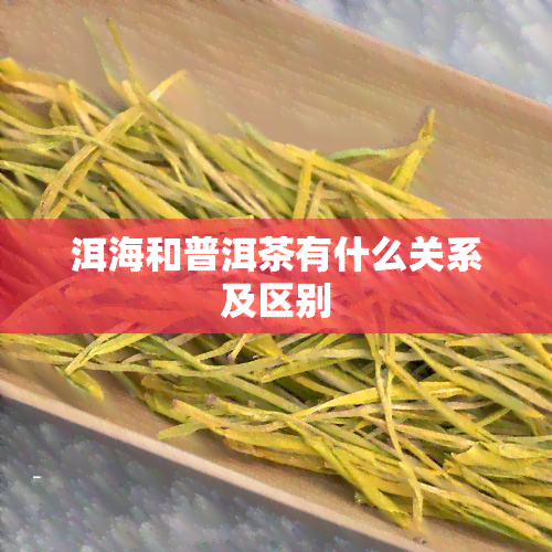 洱海和普洱茶有什么关系及区别