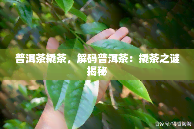 普洱茶撬茶，解码普洱茶：撬茶之谜揭秘