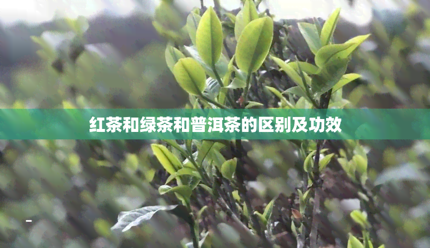 红茶和绿茶和普洱茶的区别及功效