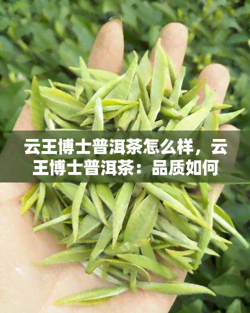 云王博士普洱茶怎么样，云王博士普洱茶：品质如何？