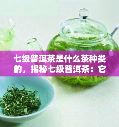 七级普洱茶是什么茶种类的，揭秘七级普洱茶：它属于哪种茶叶？