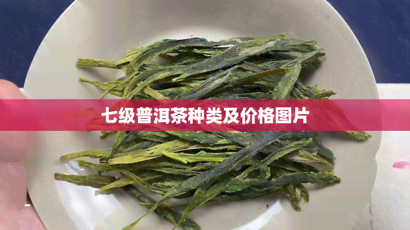 七级普洱茶种类及价格图片