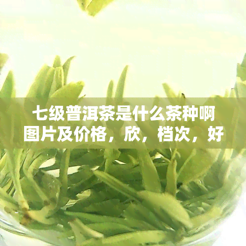 七级普洱茶是什么茶种啊图片及价格，欣，档次，好不好