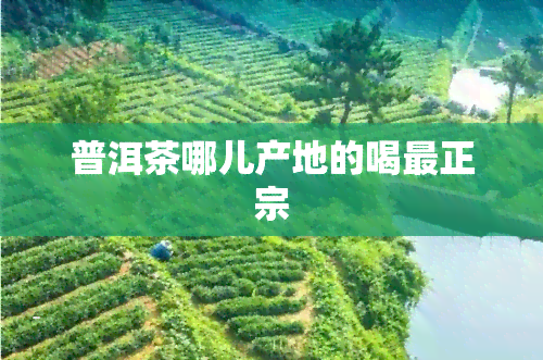 普洱茶哪儿产地的喝最正宗