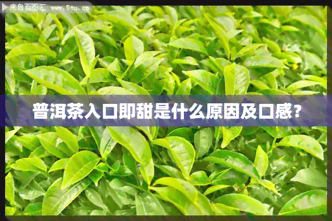 普洱茶入口即甜是什么原因及口感？