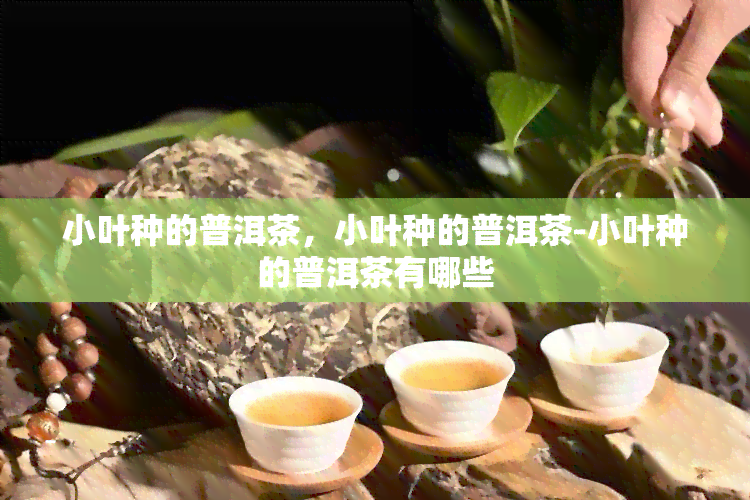 小叶种的普洱茶，小叶种的普洱茶-小叶种的普洱茶有哪些