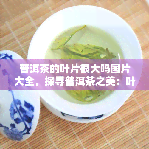 普洱茶的叶片很大吗图片大全，探寻普洱茶之美：叶片大小全览图集