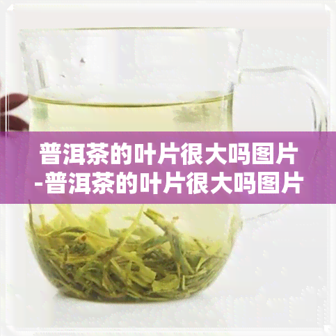 普洱茶的叶片很大吗图片-普洱茶的叶片很大吗图片大全