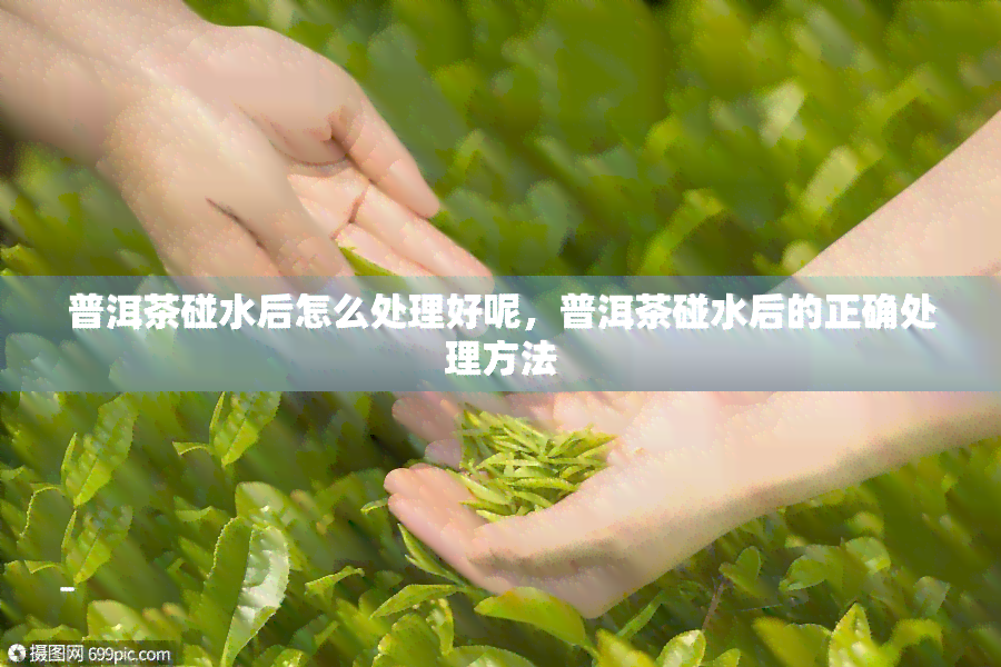 普洱茶碰水后怎么处理好呢，普洱茶碰水后的正确处理方法