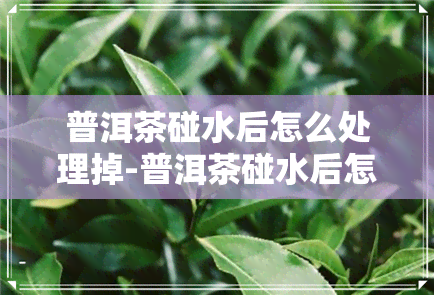 普洱茶碰水后怎么处理掉-普洱茶碰水后怎么处理掉呢