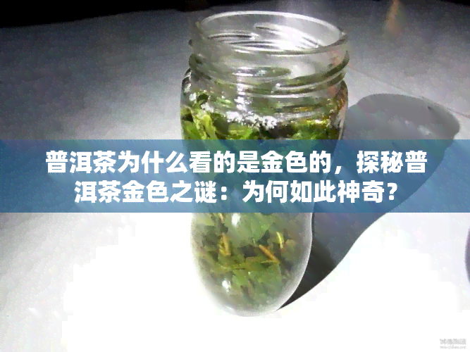 普洱茶为什么看的是金色的，探秘普洱茶金色之谜：为何如此神奇？