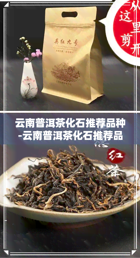 云南普洱茶化石推荐品种-云南普洱茶化石推荐品种有哪些