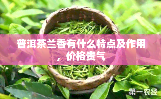 普洱茶兰香有什么特点及作用，价格贵气