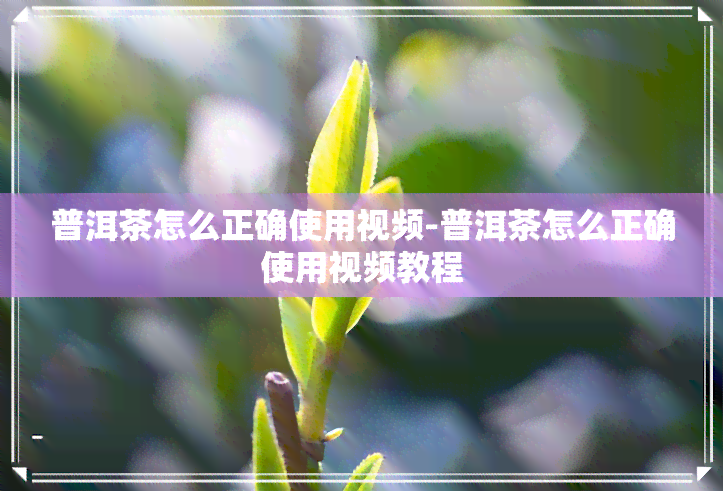 普洱茶怎么正确使用视频-普洱茶怎么正确使用视频教程