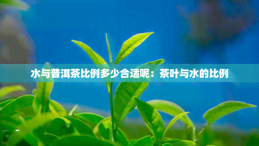 水与普洱茶比例多少合适呢：茶叶与水的比例