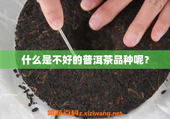 什么是不好的普洱茶品种呢？