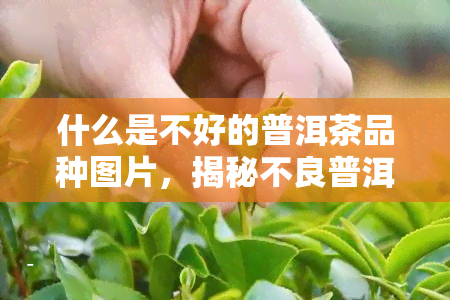 什么是不好的普洱茶品种图片，揭秘不良普洱茶品种：避免的图片指南