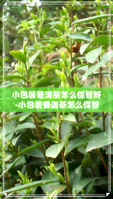 小包装普洱茶怎么保管好-小包装普洱茶怎么保管好呢