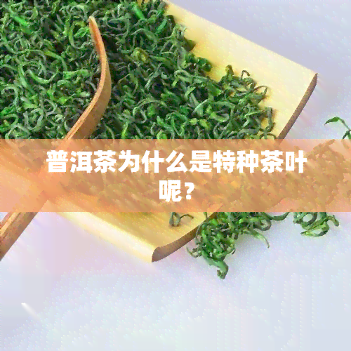 普洱茶为什么是特种茶叶呢？