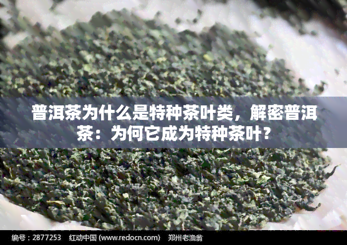 普洱茶为什么是特种茶叶类，解密普洱茶：为何它成为特种茶叶？