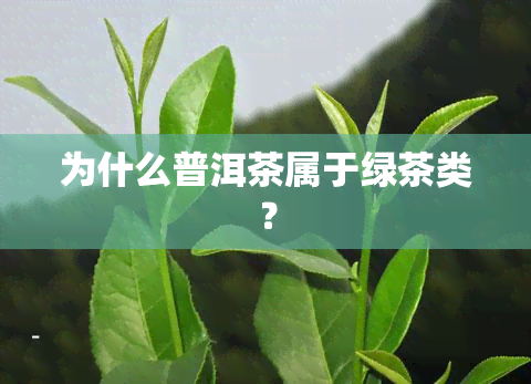 为什么普洱茶属于绿茶类？