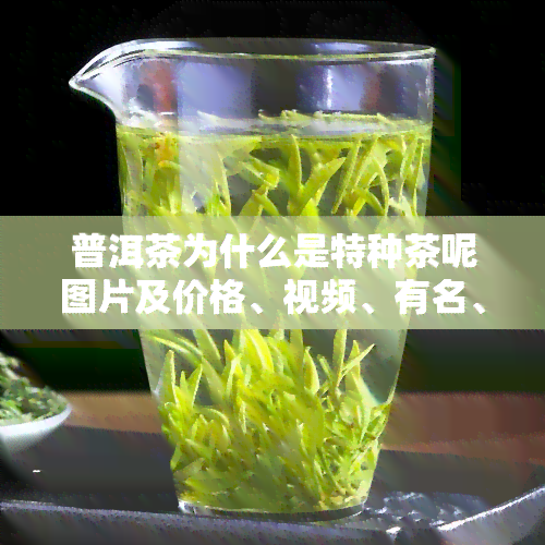 普洱茶为什么是特种茶呢图片及价格、视频、有名、属于绿茶、这么多名称