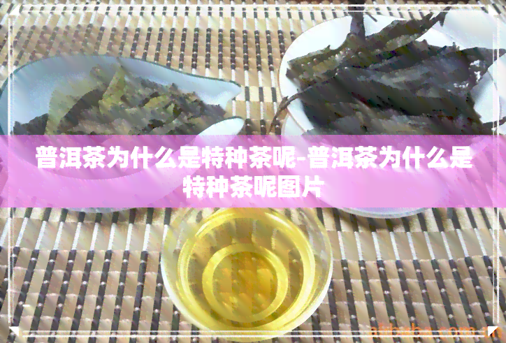 普洱茶为什么是特种茶呢-普洱茶为什么是特种茶呢图片