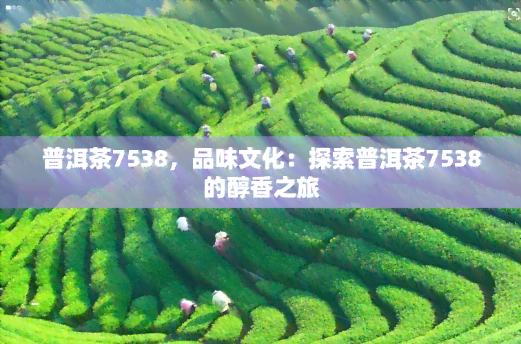 普洱茶7538，品味文化：探索普洱茶7538的醇香之旅