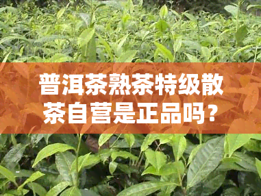 普洱茶熟茶特级散茶自营是正品吗？