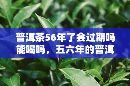 普洱茶56年了会过期吗能喝吗，五六年的普洱茶价格