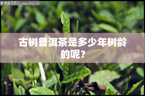 古树普洱茶是多少年树龄的呢？