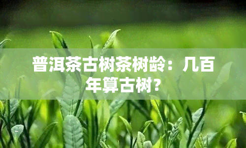 普洱茶古树茶树龄：几百年算古树？