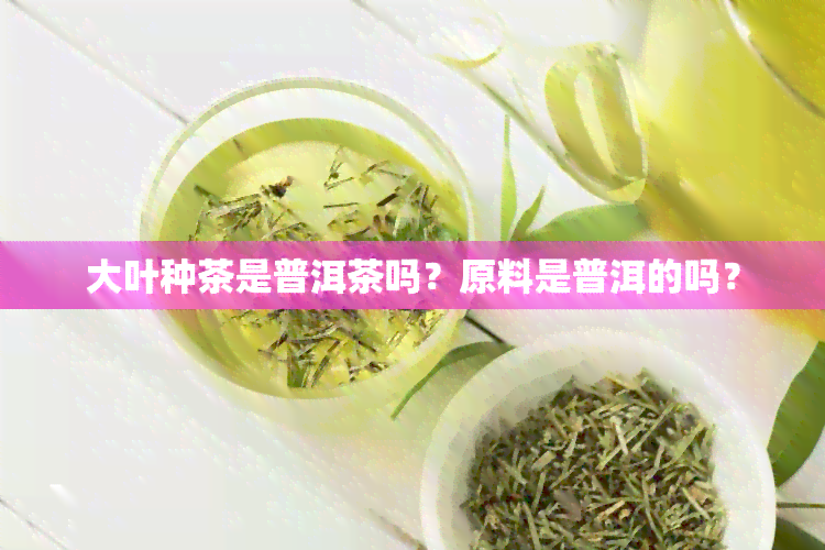 大叶种茶是普洱茶吗？原料是普洱的吗？